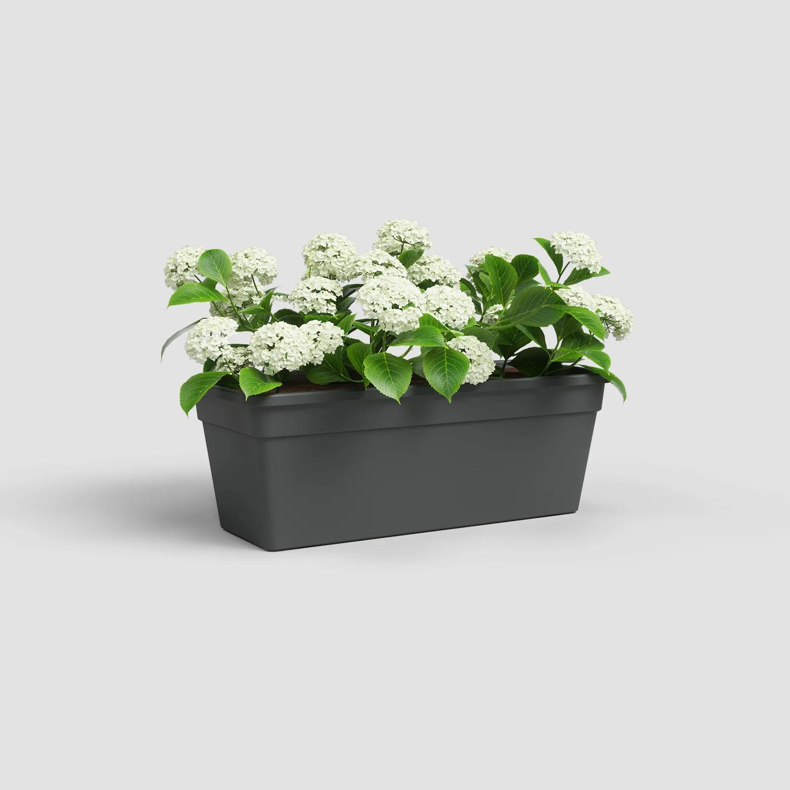 Artevasi Madagascar Plant Box- 60cm