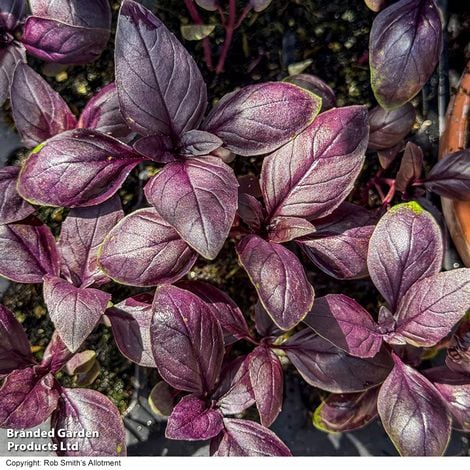Basil Basilicious Velvet-spice F1 - Pack of Seeds