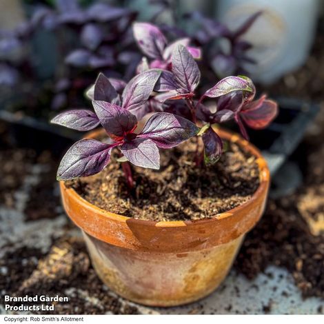 Basil Basilicious Velvet-spice F1 - Pack of Seeds - Image 2