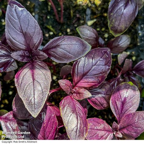 Basil Basilicious Velvet-spice F1 - Pack of Seeds - Image 3