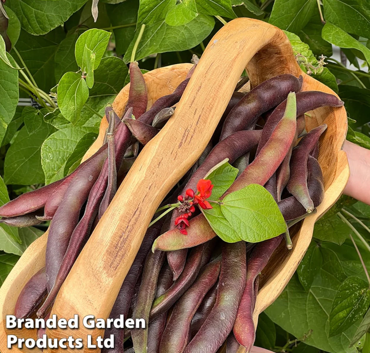Bean Runner Black Knight - Pack of Seeds