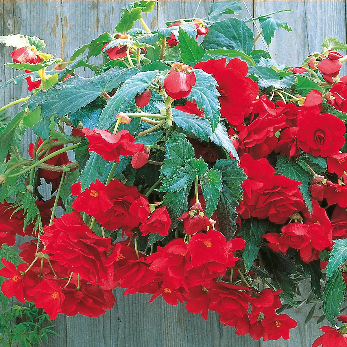 Taylor's Bulbs - BEGONIA RED CASCADING Bulbs