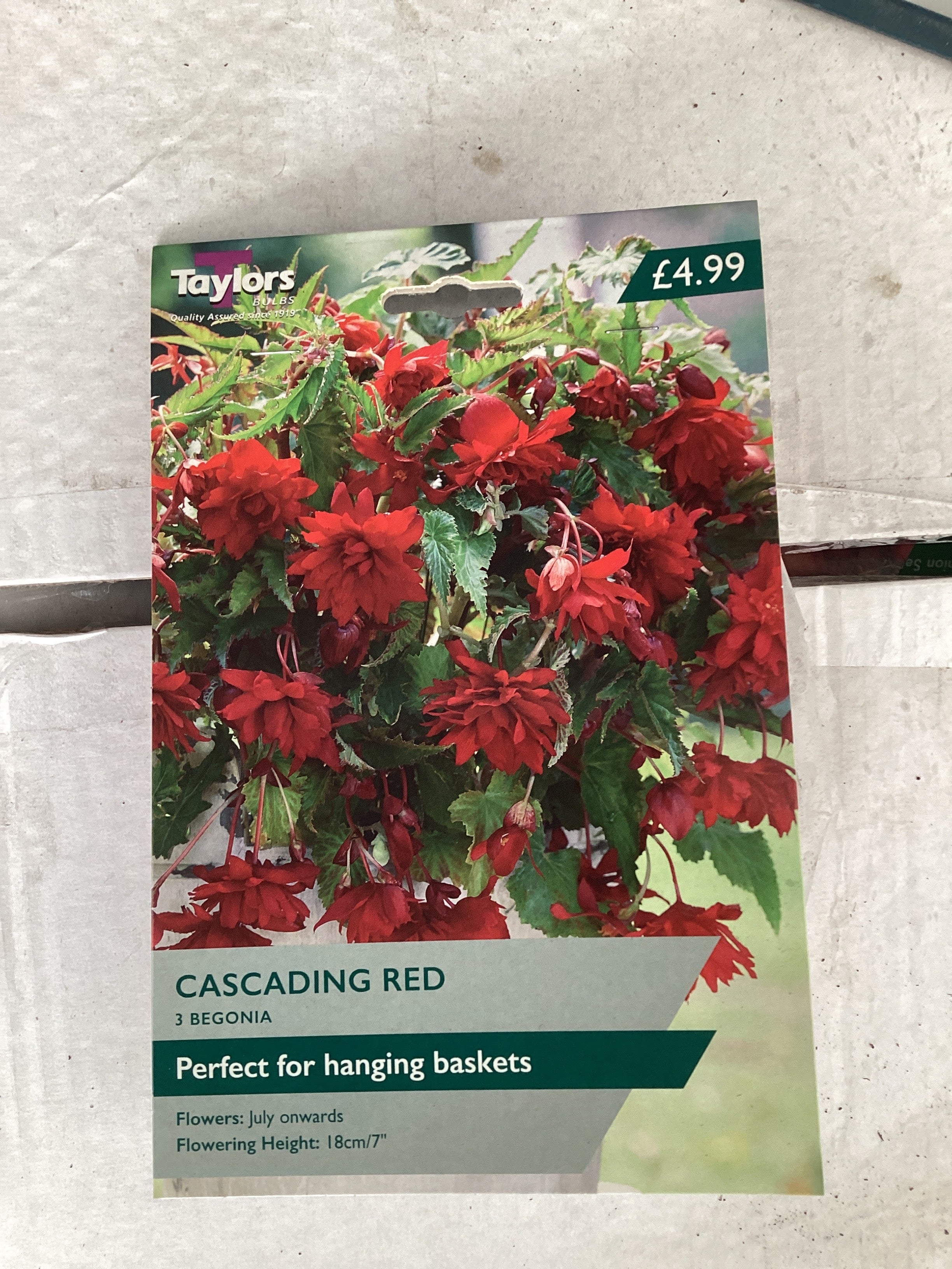 Taylor's Bulbs - BEGONIA RED CASCADING Bulbs - Image 2