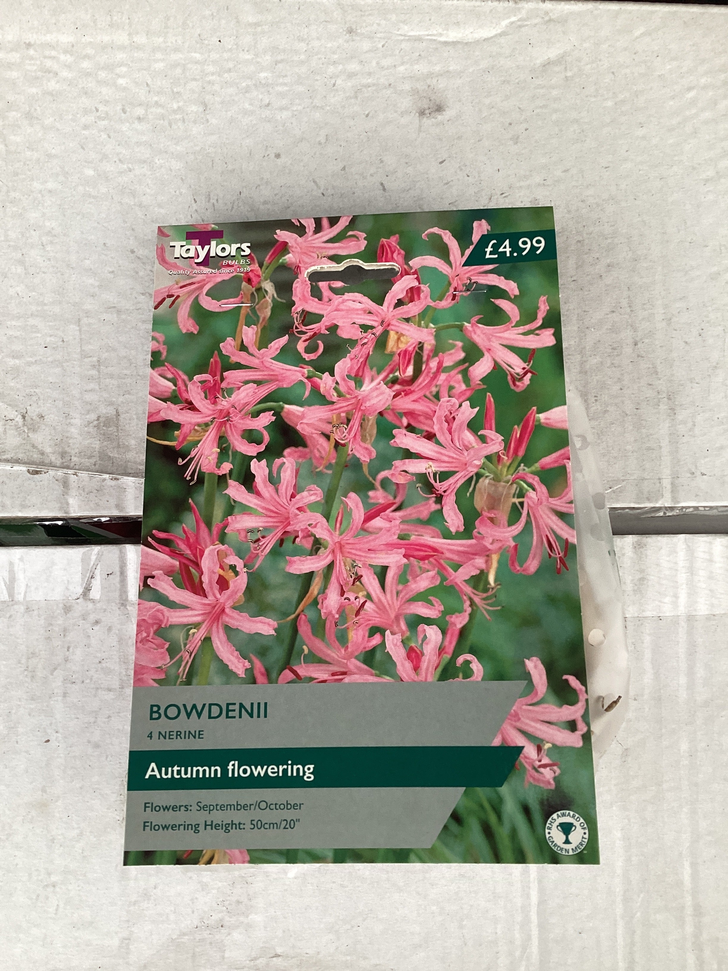 Taylor's Bulbs - NERINE BOWDENII Bulbs - Image 2