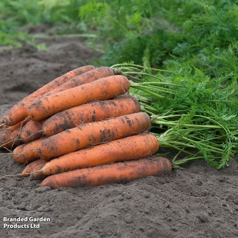 Carrot F1 'Bangor' - Veg Saver Seeds