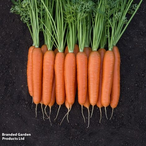 Carrot F1 'Bangor' - Veg Saver Seeds - Image 2