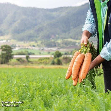 Carrot F1 'Bangor' - Veg Saver Seeds - Image 4