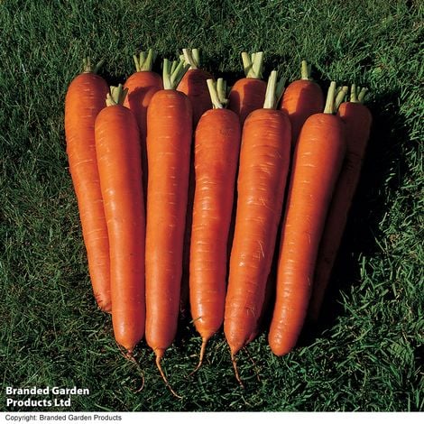 Carrot F1 'Bangor' - Veg Saver Seeds - Image 5