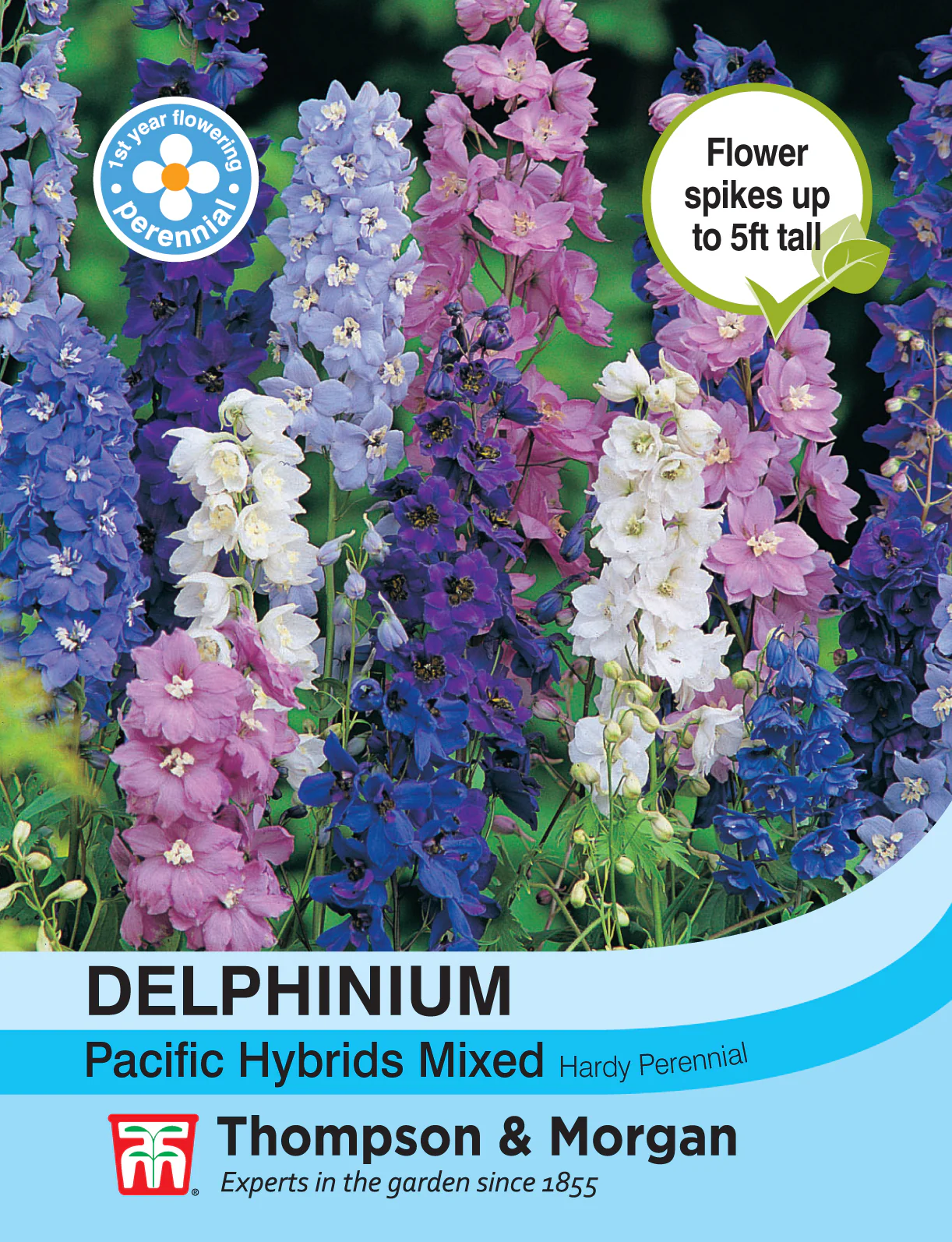 Delphinium Pacific Hybrids Mixed- Pack of seeds