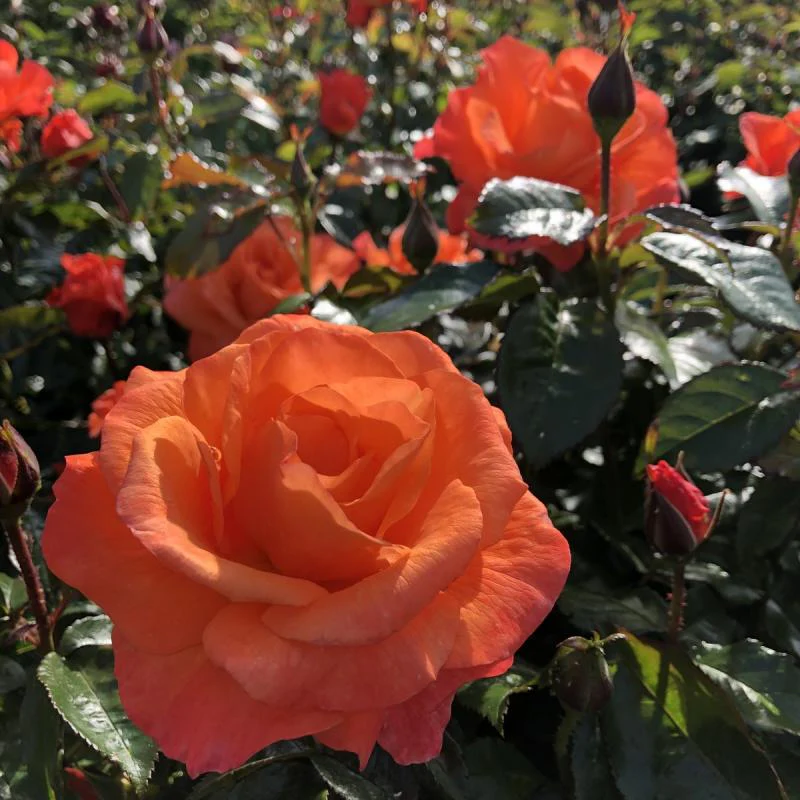 FOR YOU WITH LOVE vermilion to orange- Royalty Rose Bush 3L