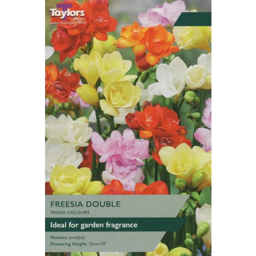 Taylor's Bulbs - FREESIA MIXED DOUBLE Bulbs