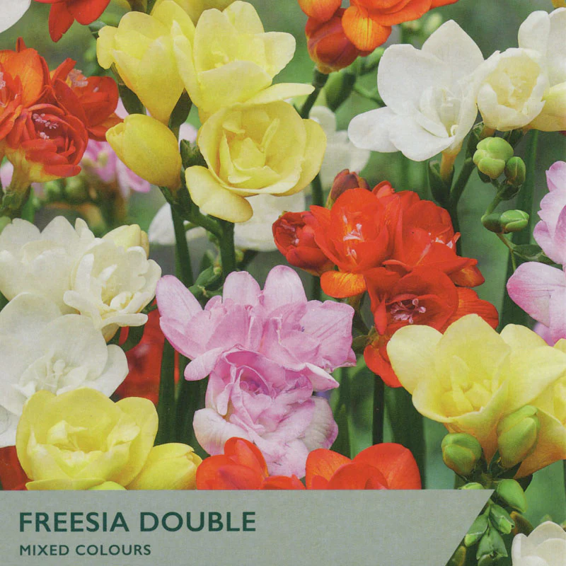 Taylor's Bulbs - FREESIA MIXED DOUBLE Bulbs - Image 2