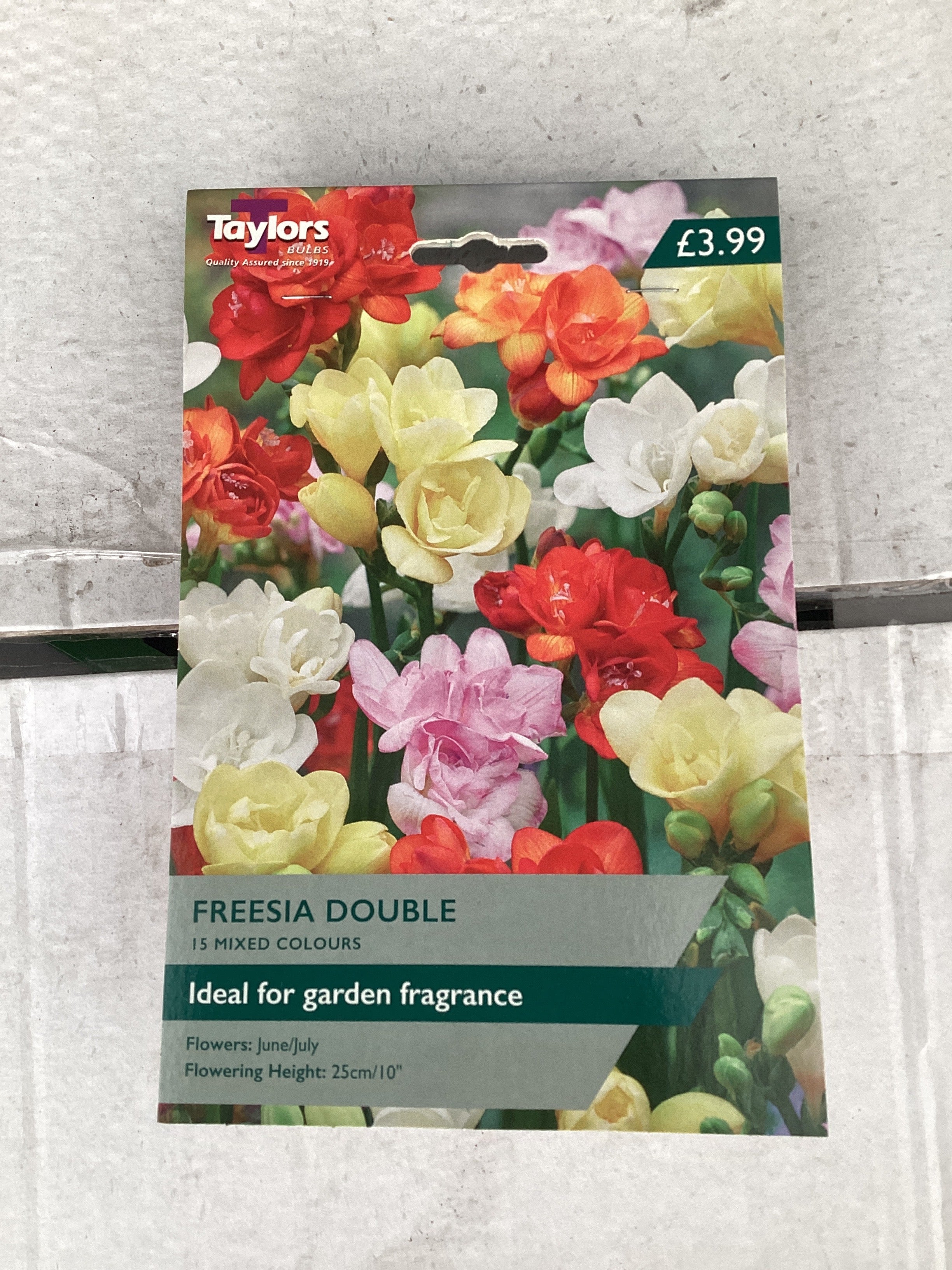 Taylor's Bulbs - FREESIA MIXED DOUBLE Bulbs - Image 3