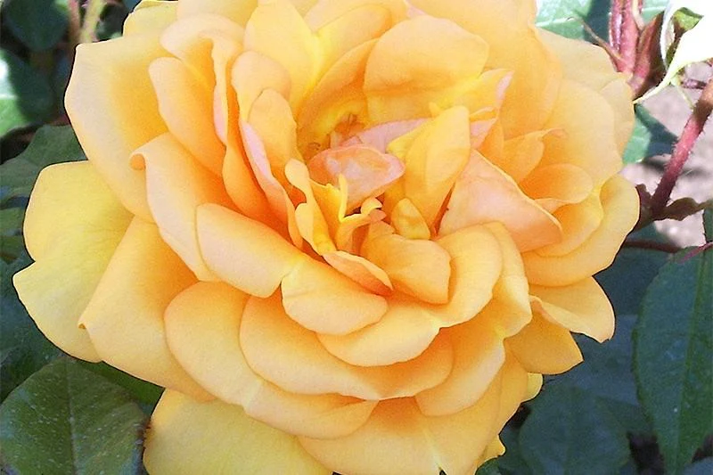 GOLDEN BEAUTY amber yellow- Royalty Rose Bush 3L