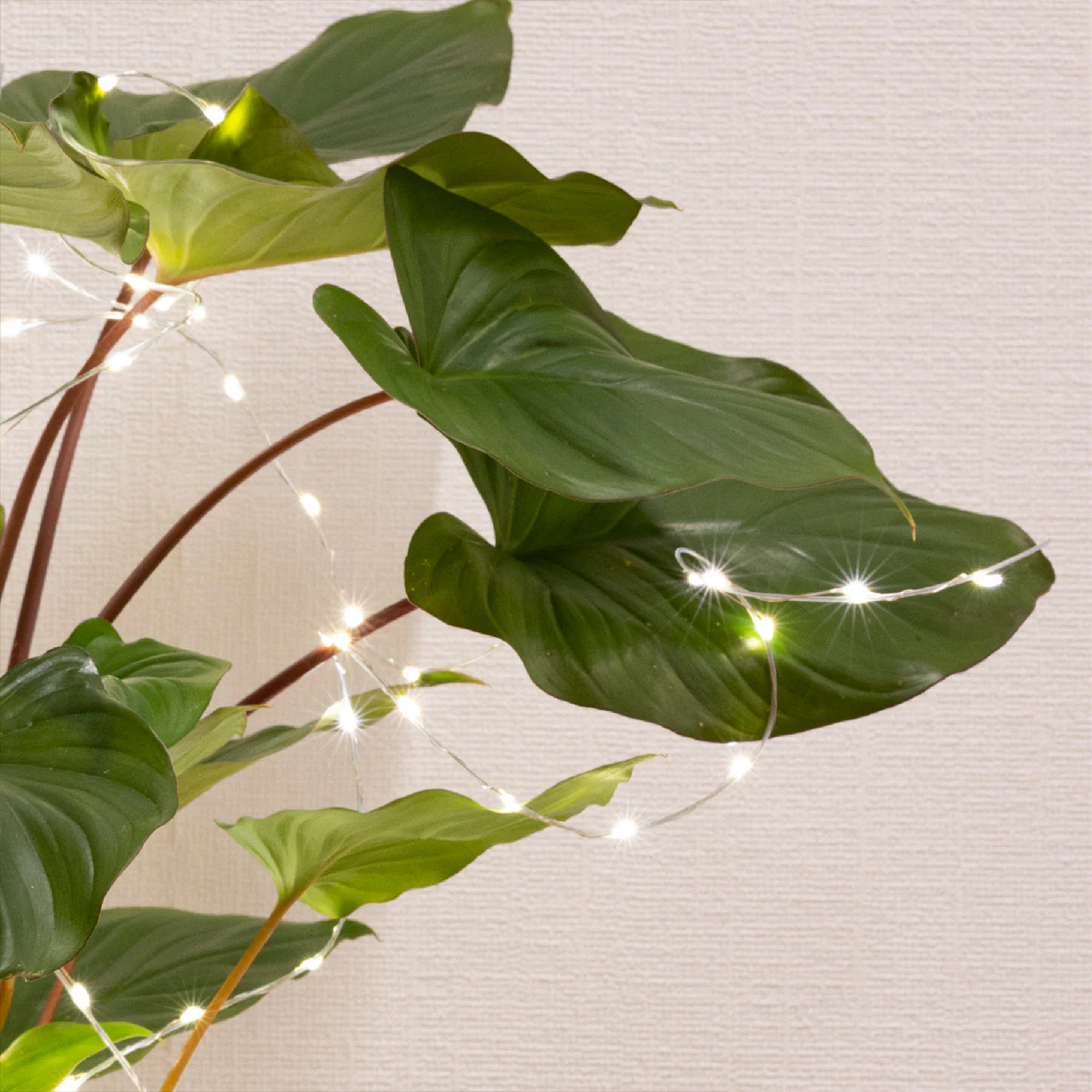 House Plant Bunch Warm White Pin Wire LED Lights Battery Operated - Indoor or Outdoor - Image 4