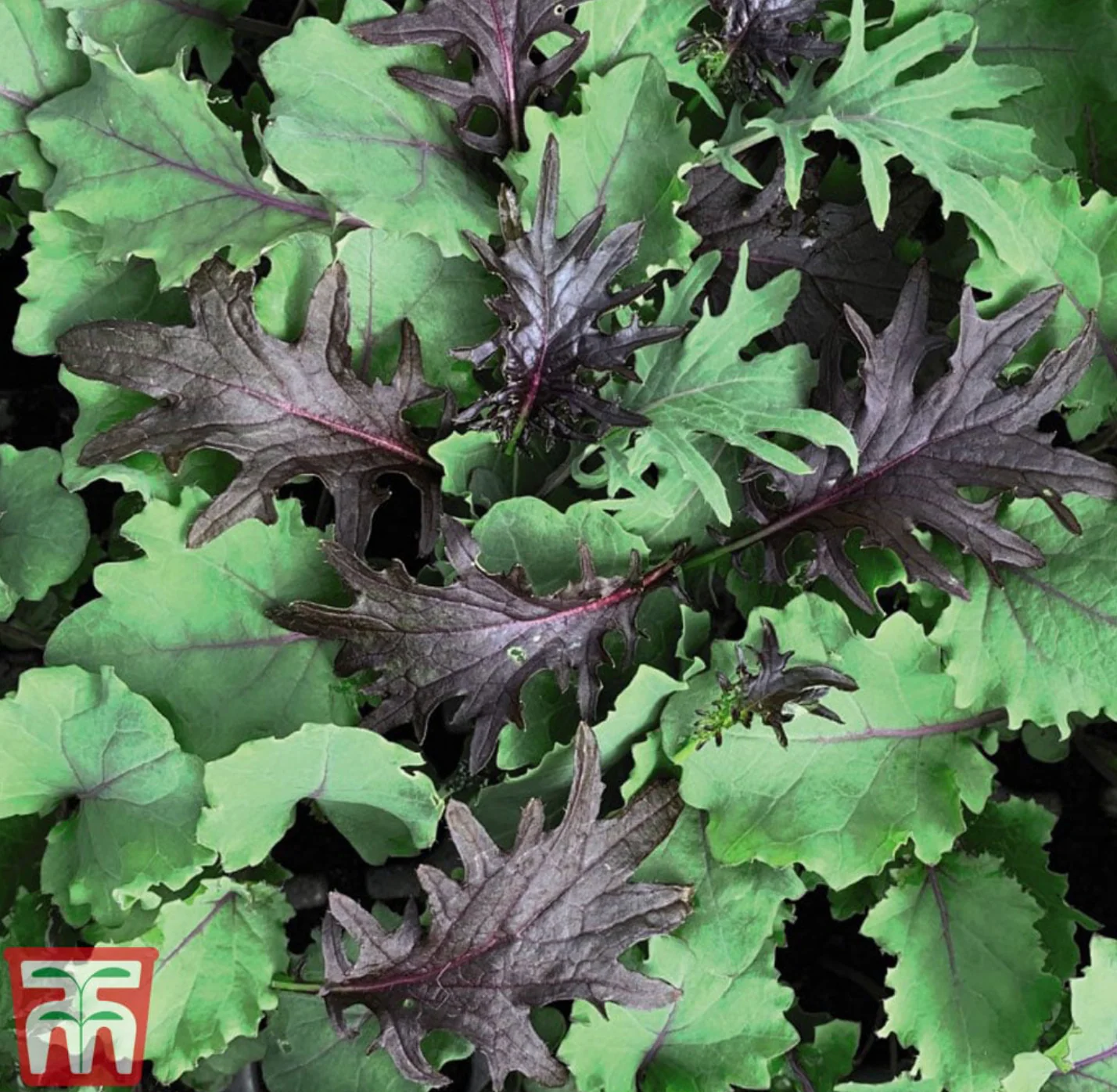 Kale Babyleaf Mix - Pack of Seeds