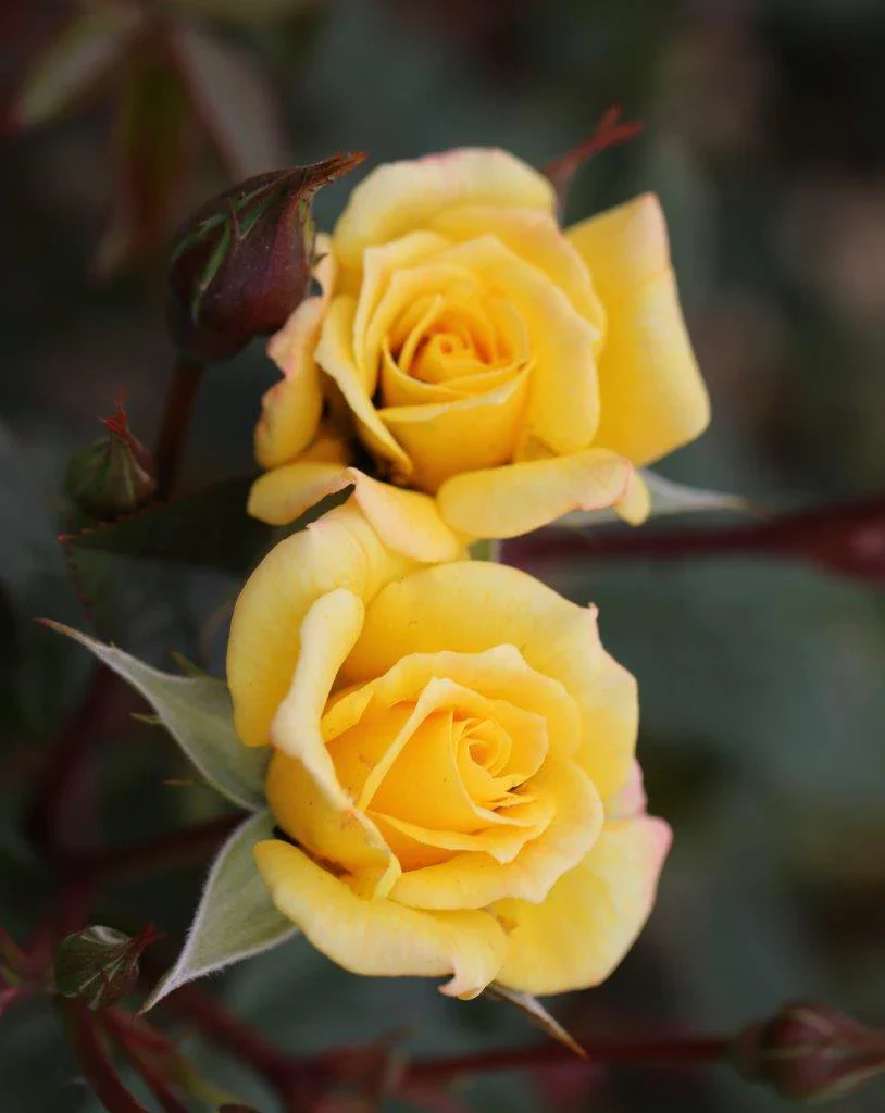 LAURA FORD Amber / Yellow - Royalty Climbing Rose 4L