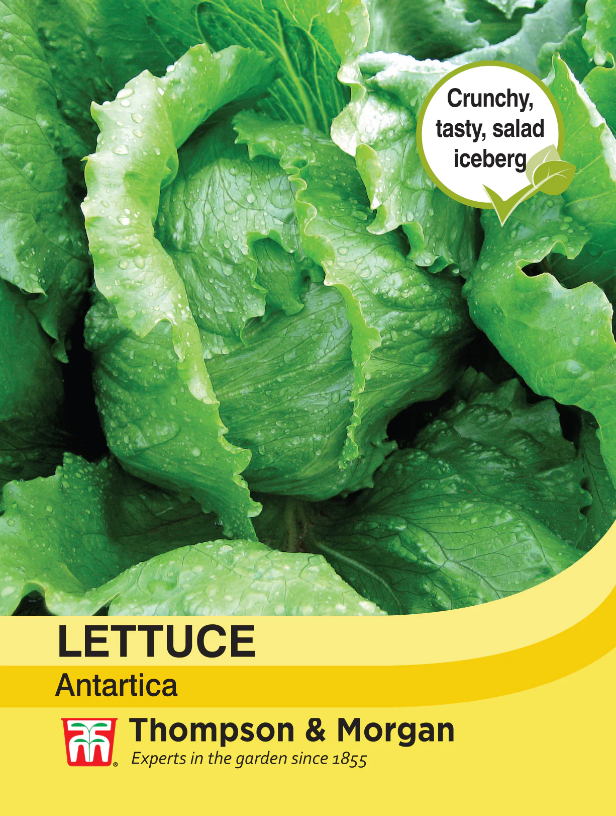 Lettuce Antartica- Pack of seeds