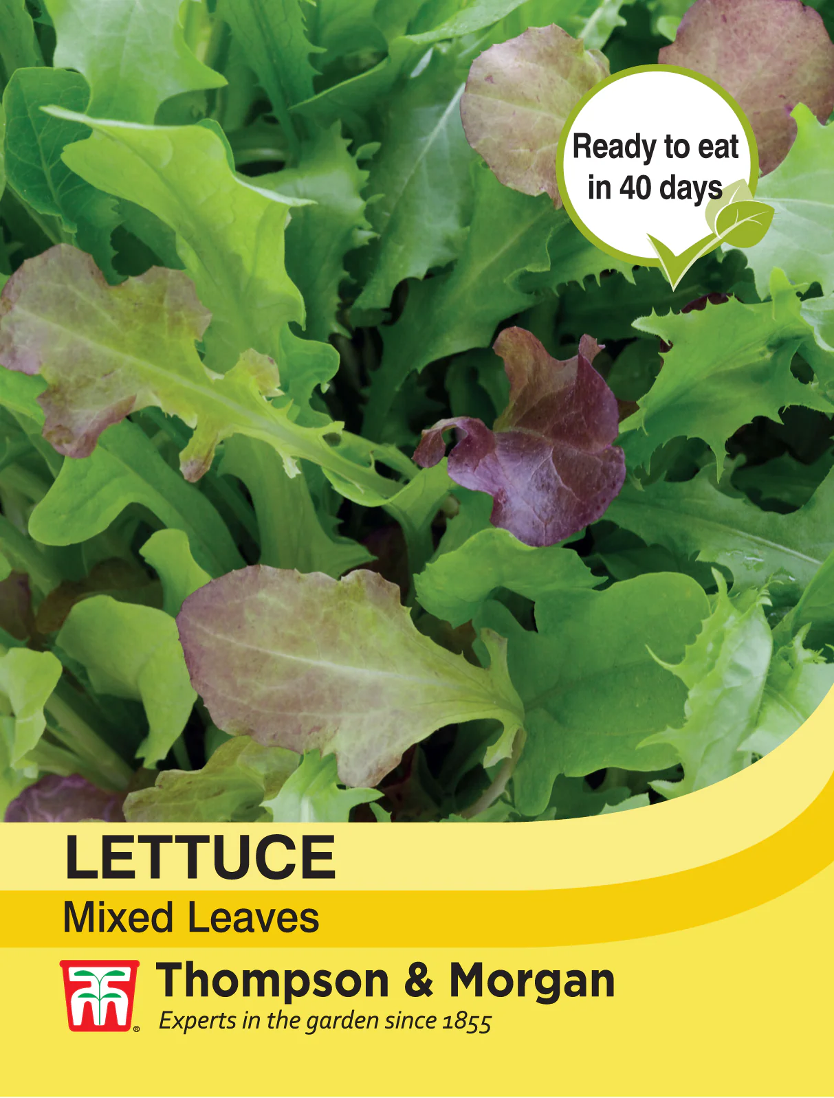 Lettuce Leaves Mixed- Pack of seeds