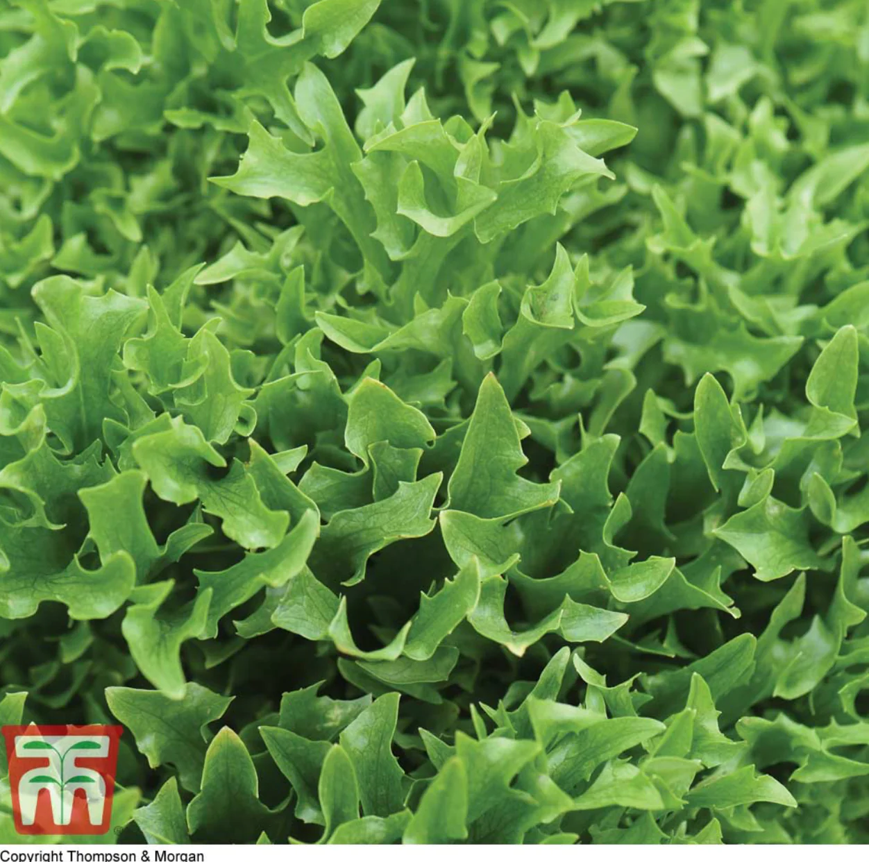Lettuce Skilton - Pack of Seeds