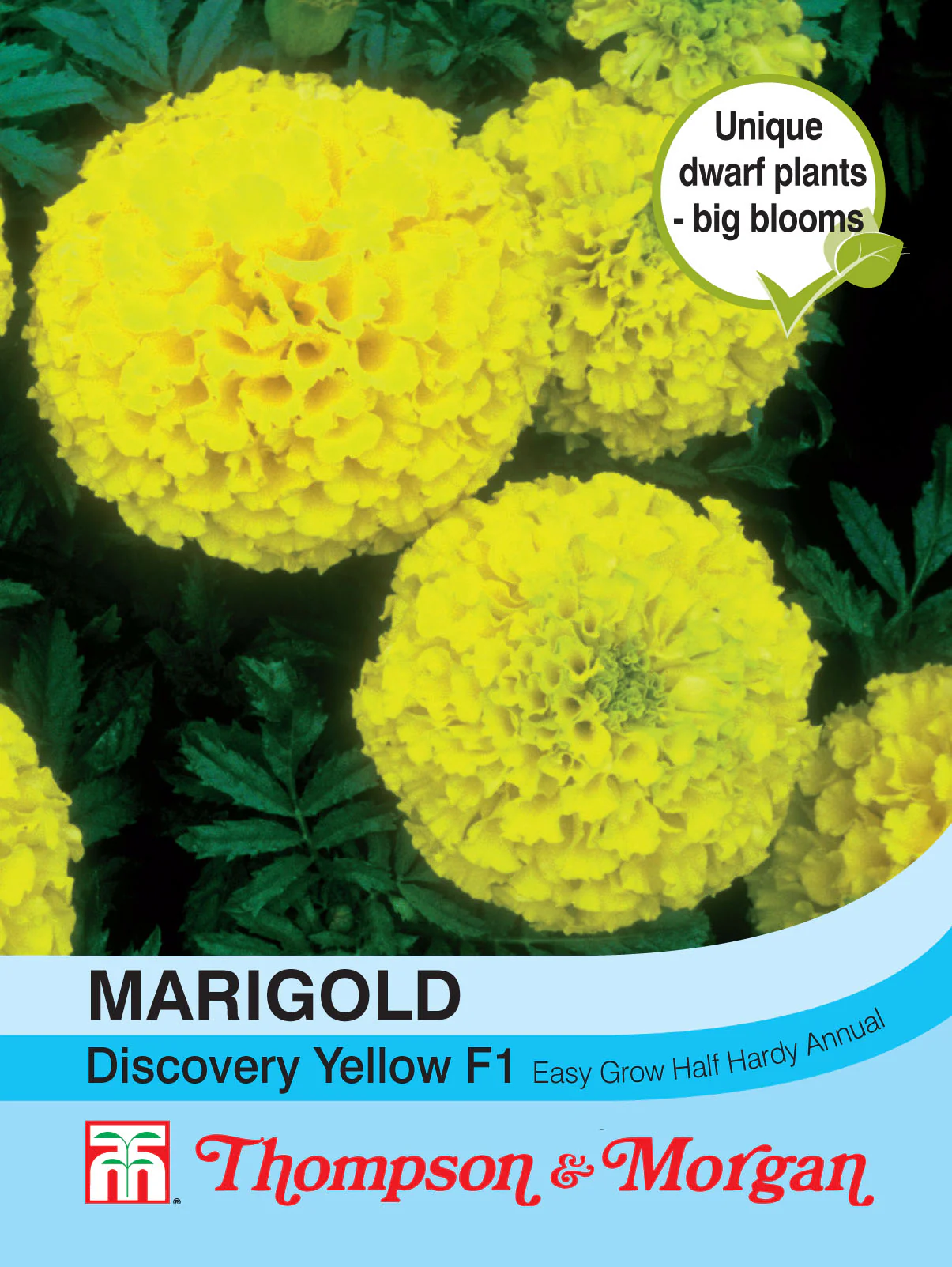 Marigold Discovery Yellow F1 Hybrid (African)- Pack of seeds