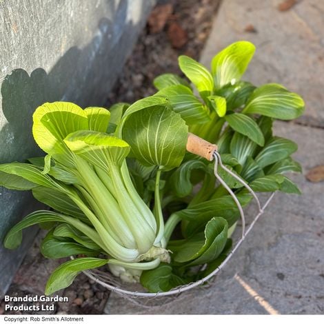 Pak Choi Goku F1 - Pack of Seeds