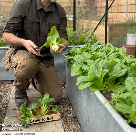 Pak Choi Goku F1 - Pack of Seeds - Image 2