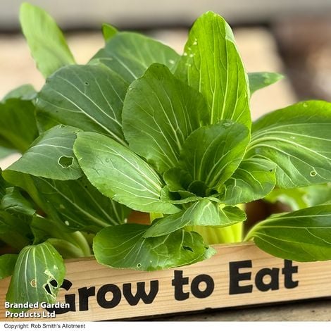 Pak Choi Goku F1 - Pack of Seeds - Image 3