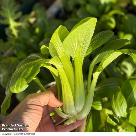 Pak Choi Goku F1 - Pack of Seeds - Image 4