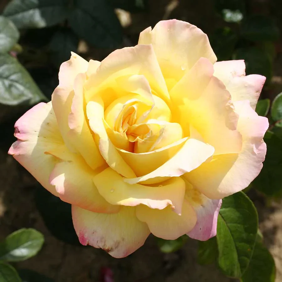 PEACE Gold / Pink edges - Traditional Rose Bush 3L
