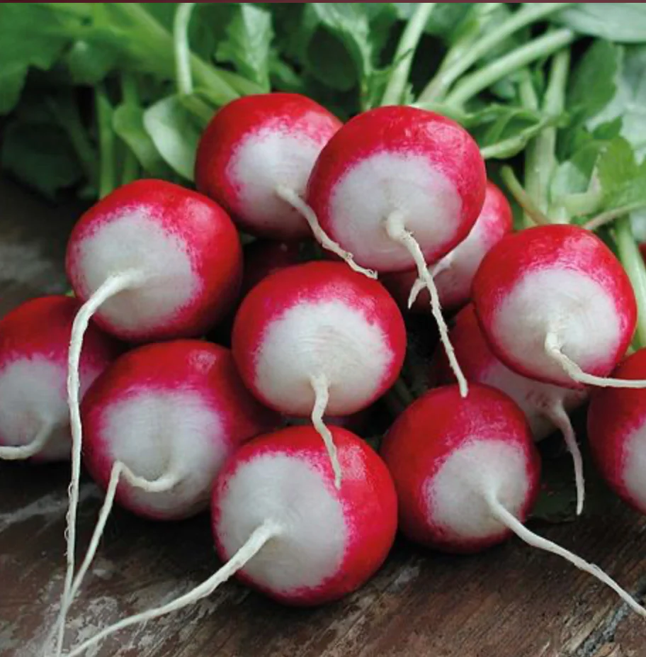 Radish Poloneza - Pack of Seeds