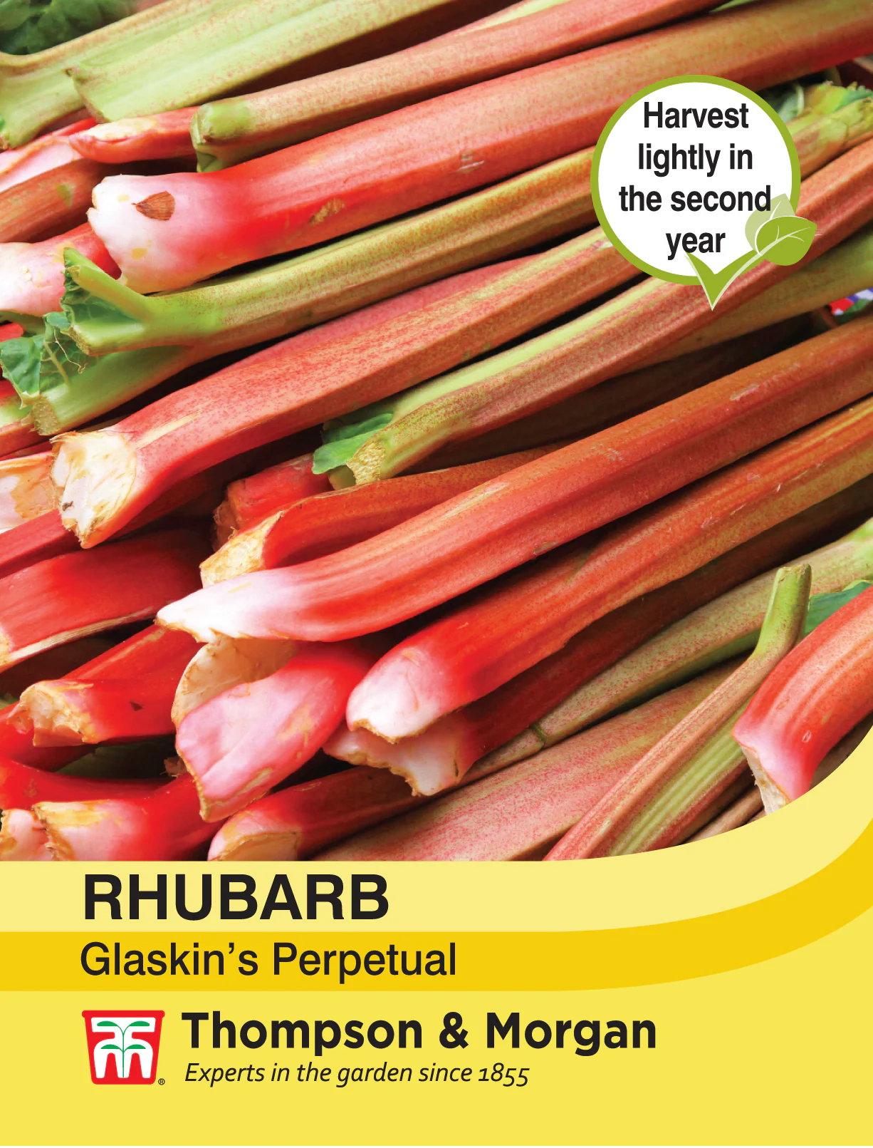 Rhubarb Glaskins Perpetual - Pack of seeds