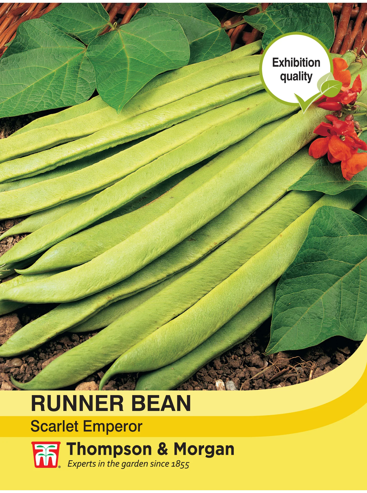 Runner Bean Scarlet Emperor- Pack of seeds