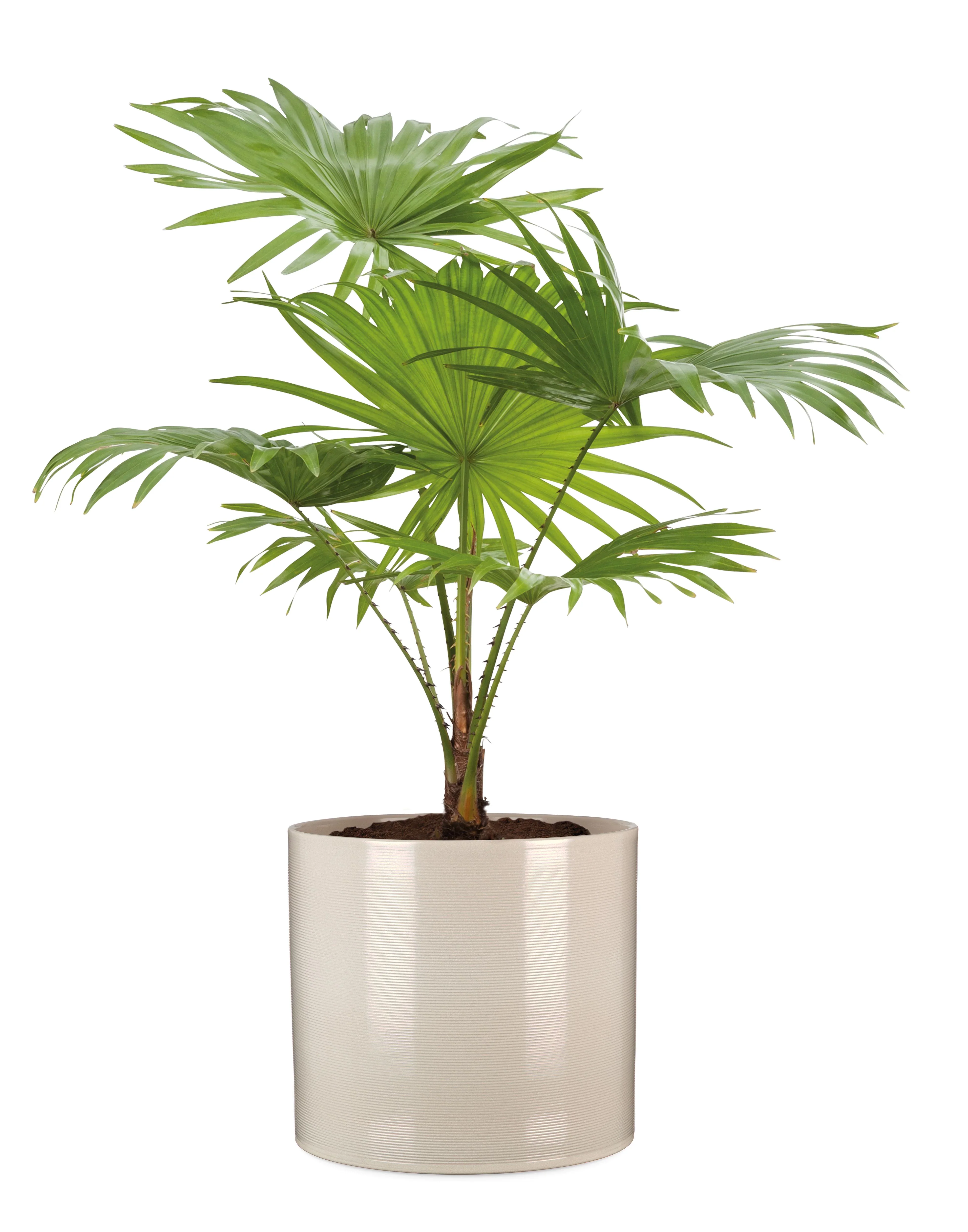 Scheurich Sesame House Plant Pot - 12cm - Image 2