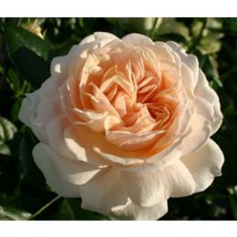 SPECIAL DAY Cream - Royalty Rose Bush 3L