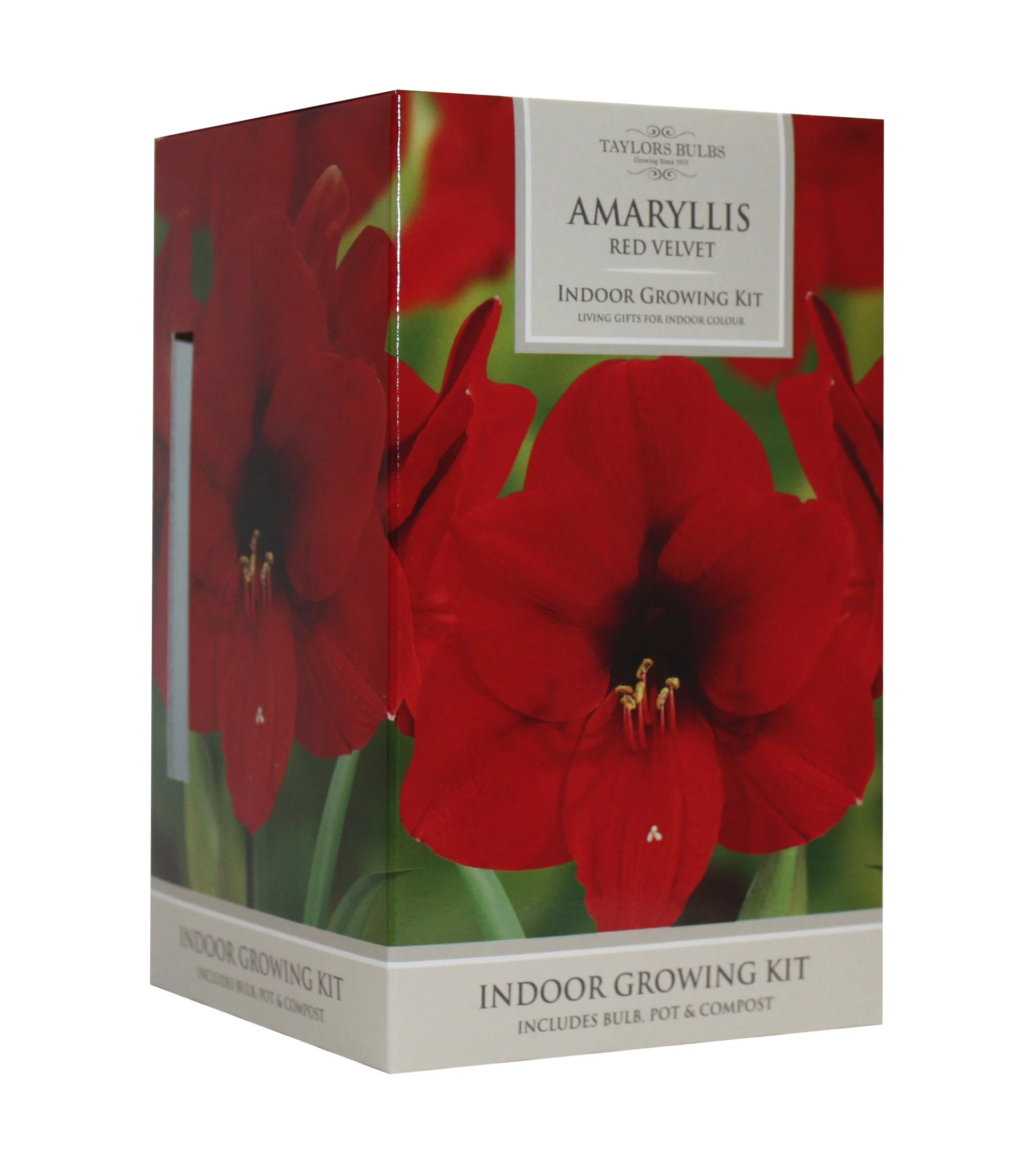 Taylors Bulbs - Amaryllis Red Velvet Pot & Bulb Fibre Growing Kit