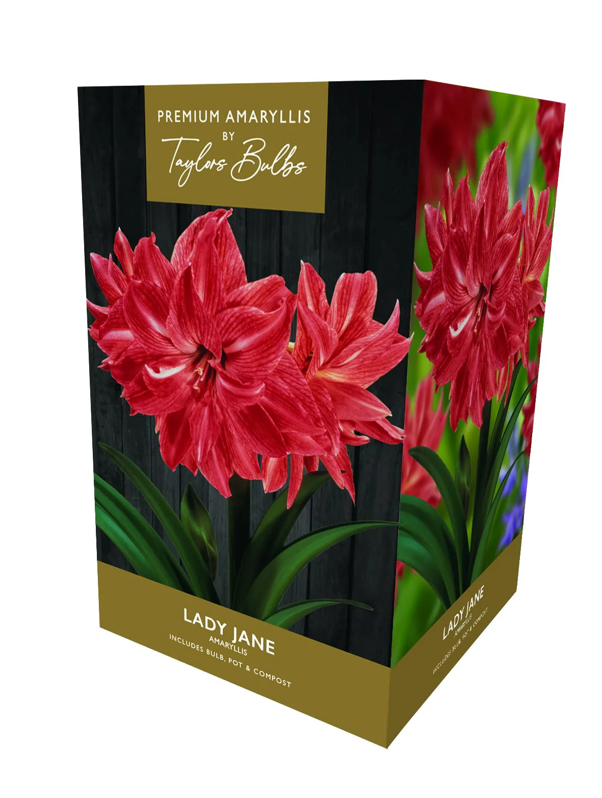 Taylors Bulbs - Premium Double Amaryllis Lady Jane Gift Pack with Pot & Bulb Fibre