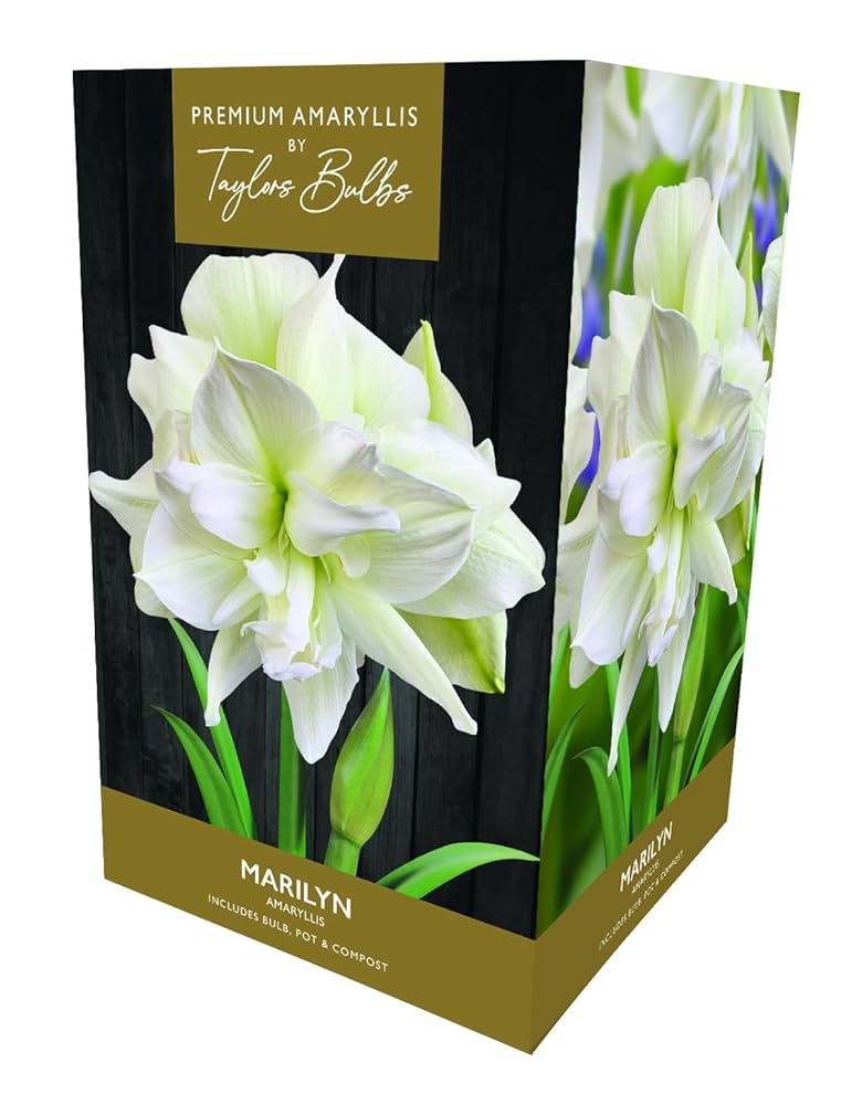 Taylors Bulbs - Premium Double Amaryllis Marilyn Gift Pack with Pot & Bulb Fibre