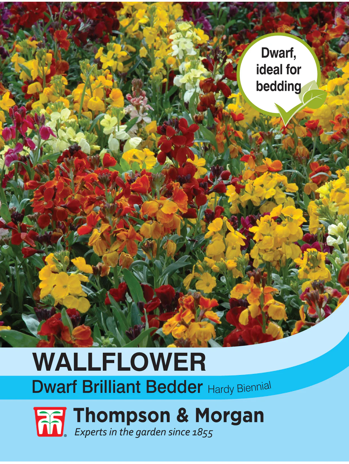 Wallflower Dwarf Brilliant Bedder- Pack of seeds